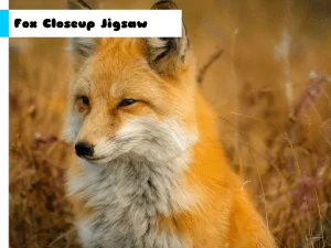 Fox Closeup Jigsaw